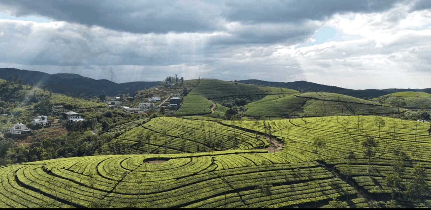 Aerial view of terraced tea estates over green ridges near Vagamon, Kerala, shot from a drone
